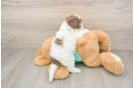 Havapoo Puppy for Adoption