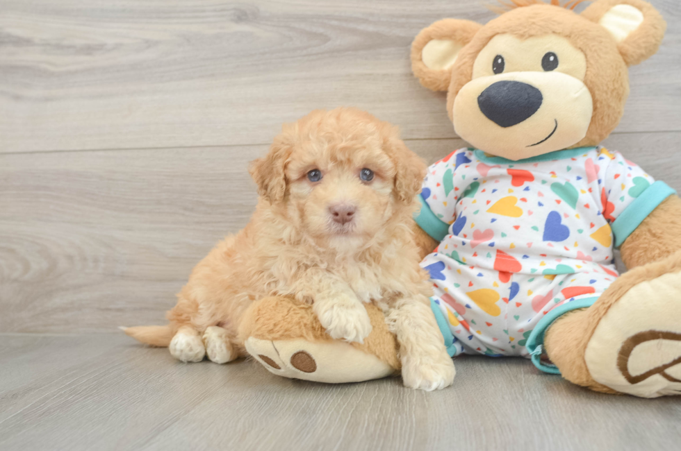 6 week old Havapoo Puppy For Sale - Pilesgrove Pups