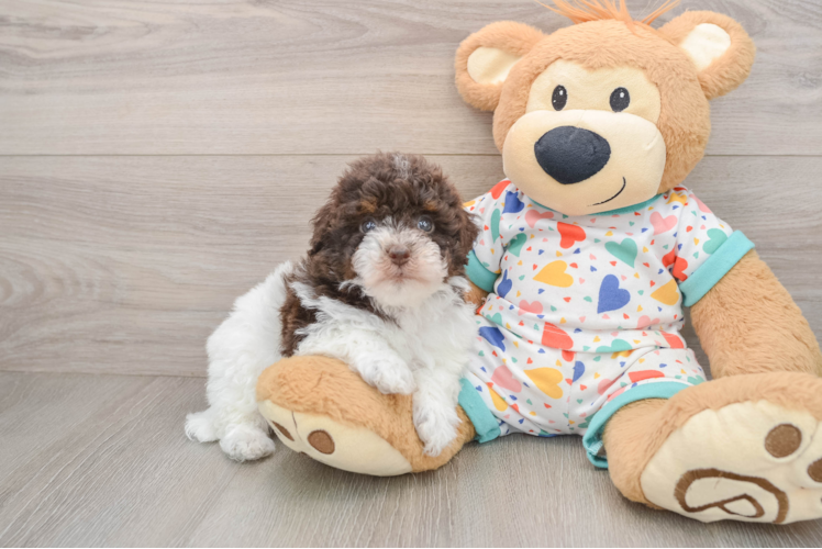 Havapoo Pup Being Cute