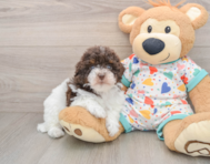 8 week old Havapoo Puppy For Sale - Pilesgrove Pups