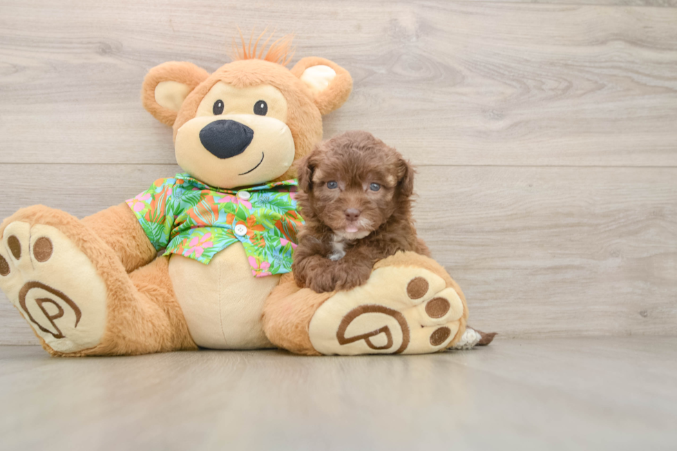 Small Havapoo Baby