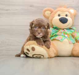 6 week old Havapoo Puppy For Sale - Pilesgrove Pups