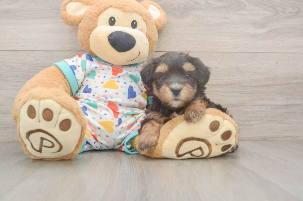 6 week old Havapoo Puppy For Sale - Pilesgrove Pups