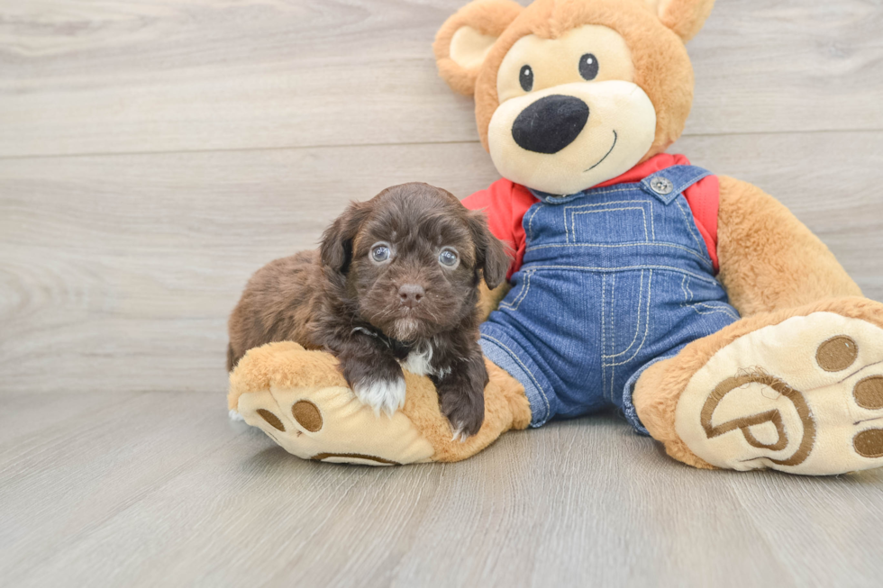 Smart Havapoo Poodle Mix Pup