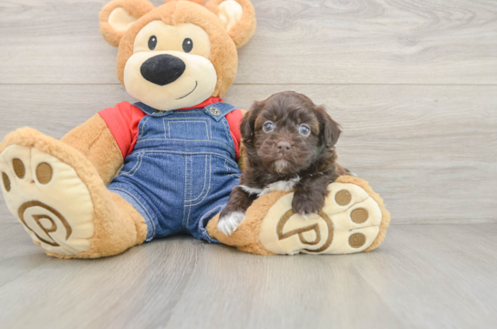 Cute Havapoo Baby