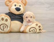 7 week old Havapoo Puppy For Sale - Pilesgrove Pups
