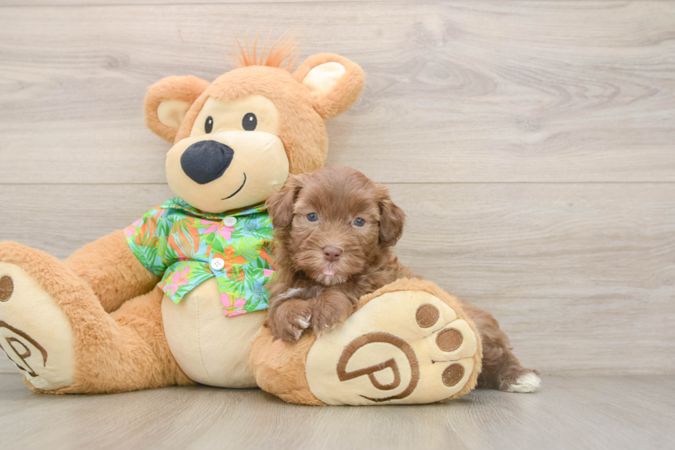 Playful Havadoodle Poodle Mix Puppy