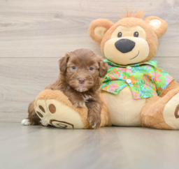 6 week old Havapoo Puppy For Sale - Pilesgrove Pups