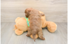 Havapoo Pup Being Cute