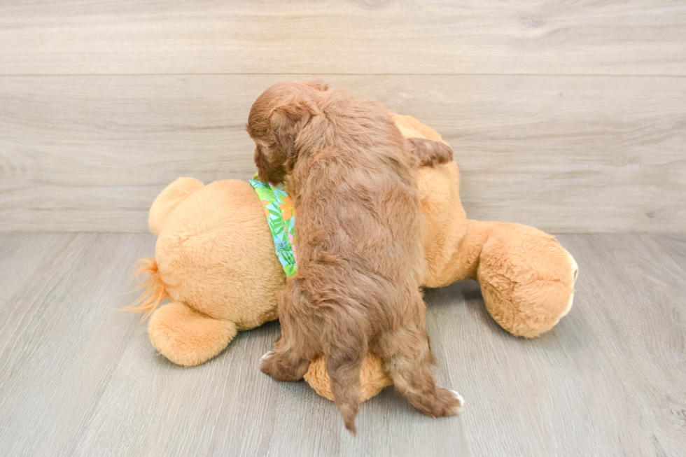 Havapoo Pup Being Cute