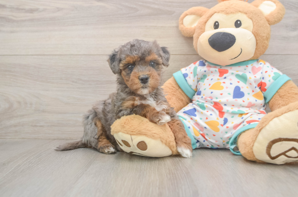 6 week old Havapoo Puppy For Sale - Pilesgrove Pups