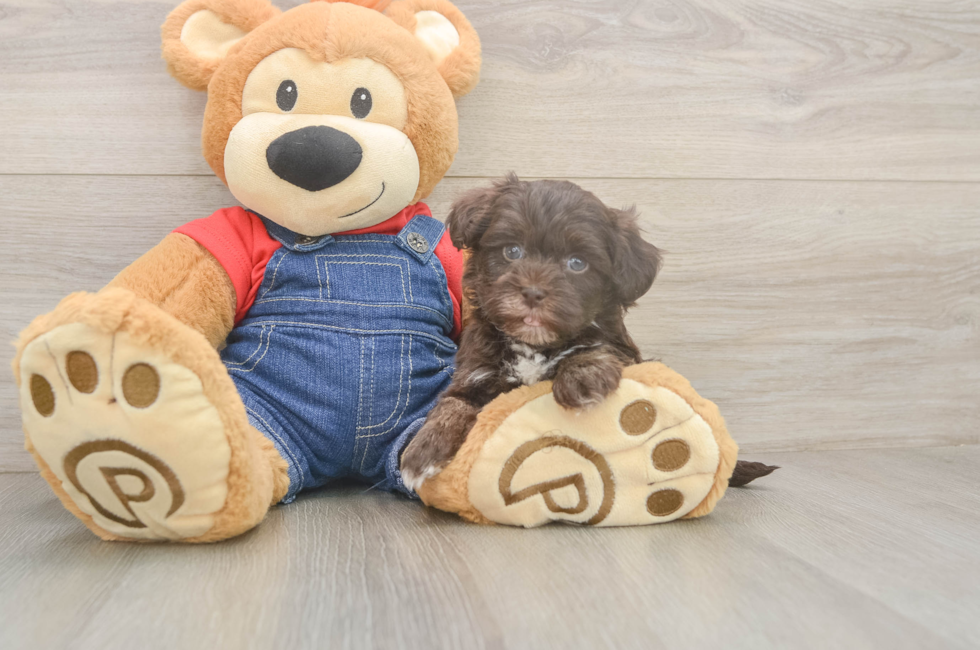 5 week old Havapoo Puppy For Sale - Pilesgrove Pups