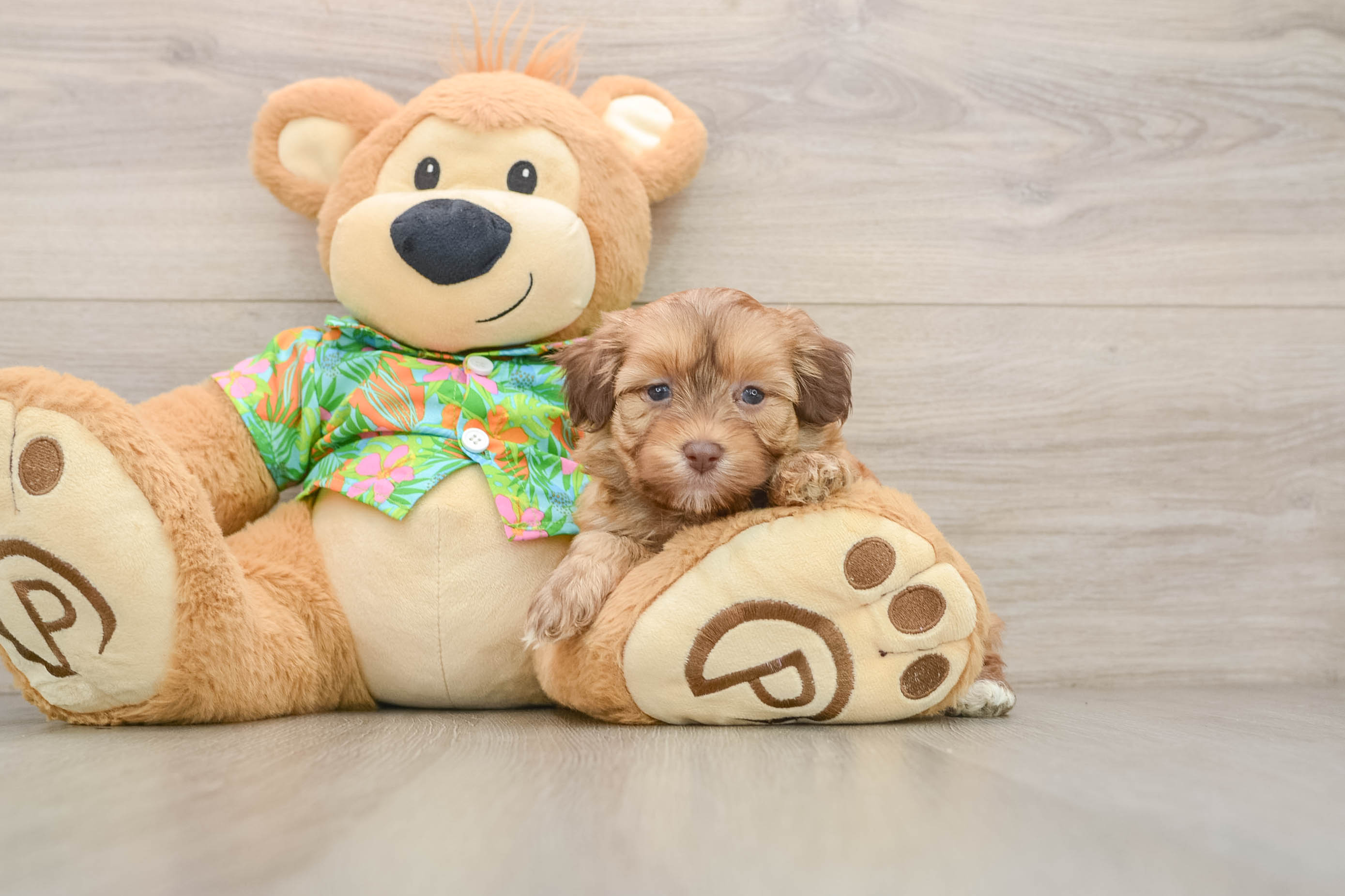 Friendly Havapoo Baby