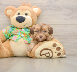 6 week old Havapoo Puppy For Sale - Pilesgrove Pups