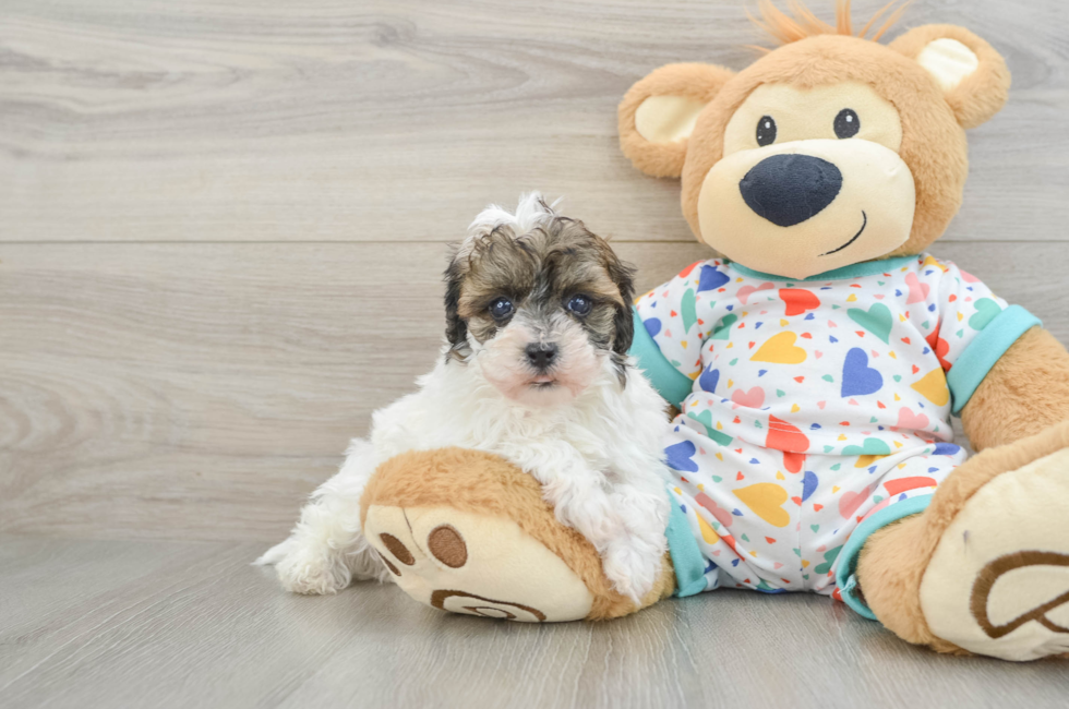 6 week old Havapoo Puppy For Sale - Pilesgrove Pups