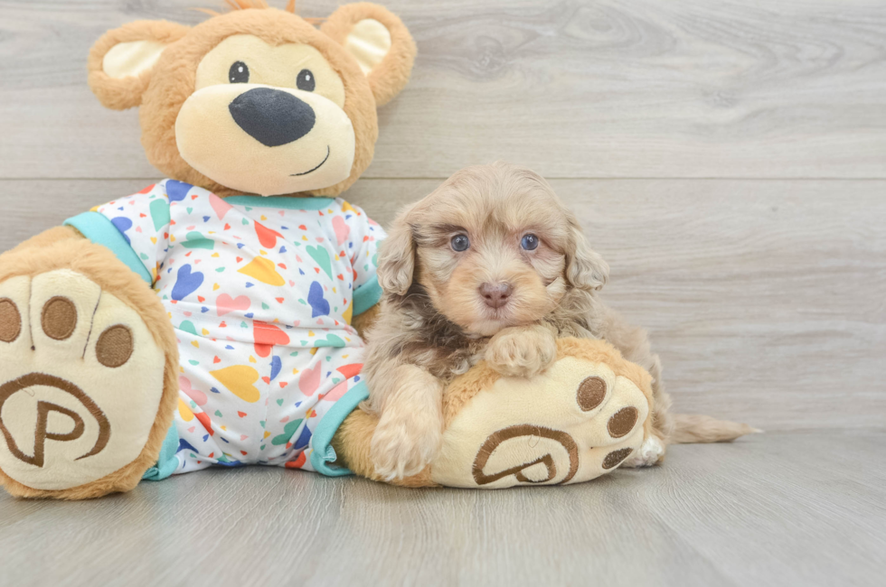 6 week old Havapoo Puppy For Sale - Pilesgrove Pups