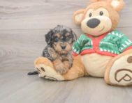 6 week old Havapoo Puppy For Sale - Pilesgrove Pups