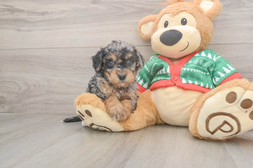 5 week old Havapoo Puppy For Sale - Pilesgrove Pups