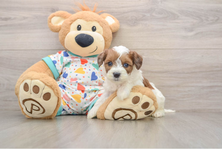 Popular Havapoo Poodle Mix Pup