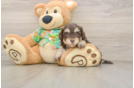 Havapoo Puppy for Adoption