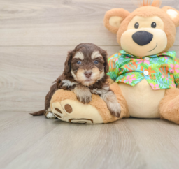 6 week old Havapoo Puppy For Sale - Pilesgrove Pups