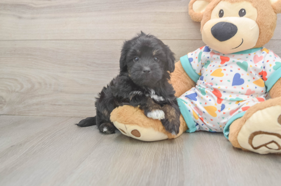 6 week old Havapoo Puppy For Sale - Pilesgrove Pups