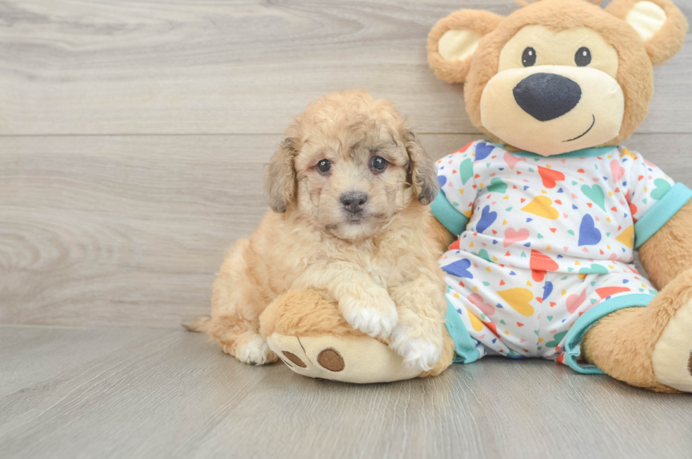 6 week old Havapoo Puppy For Sale - Pilesgrove Pups