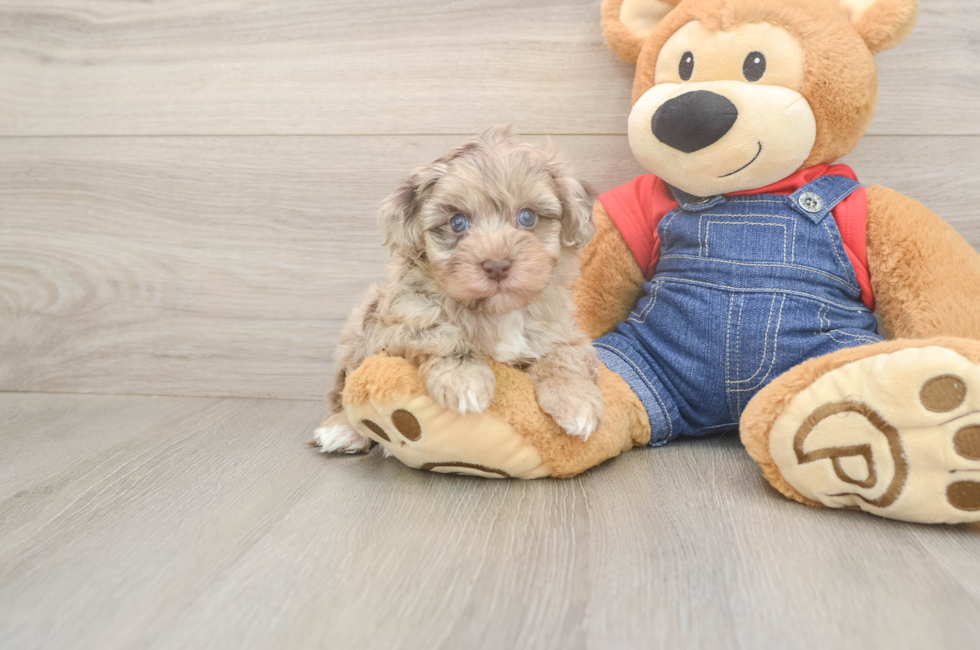 5 week old Havapoo Puppy For Sale - Pilesgrove Pups