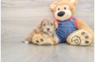 Energetic Havadoodle Poodle Mix Puppy