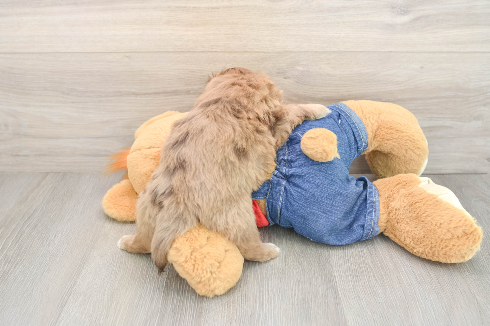 Friendly Havapoo Baby