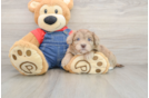 Hypoallergenic Havadoodle Poodle Mix Puppy