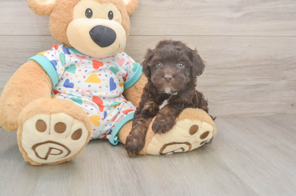 6 week old Havapoo Puppy For Sale - Pilesgrove Pups
