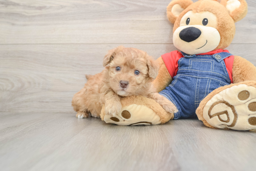 Fluffy Havapoo Poodle Mix Pup