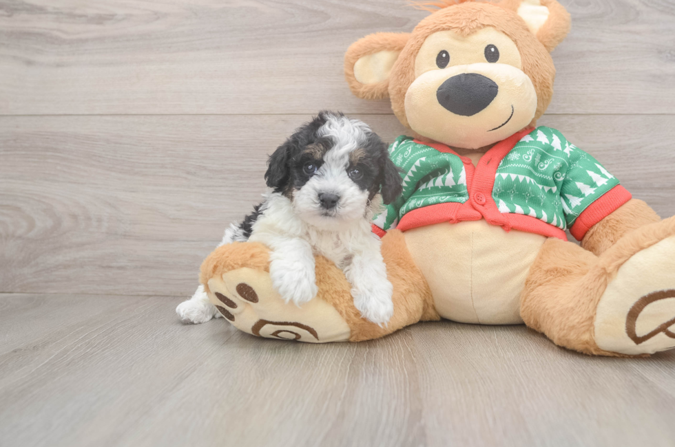 5 week old Havapoo Puppy For Sale - Pilesgrove Pups