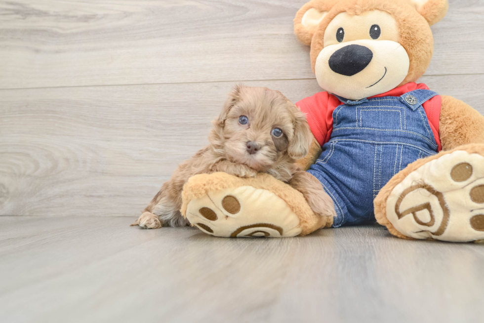 Havapoo Puppy for Adoption