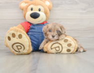 7 week old Havapoo Puppy For Sale - Pilesgrove Pups