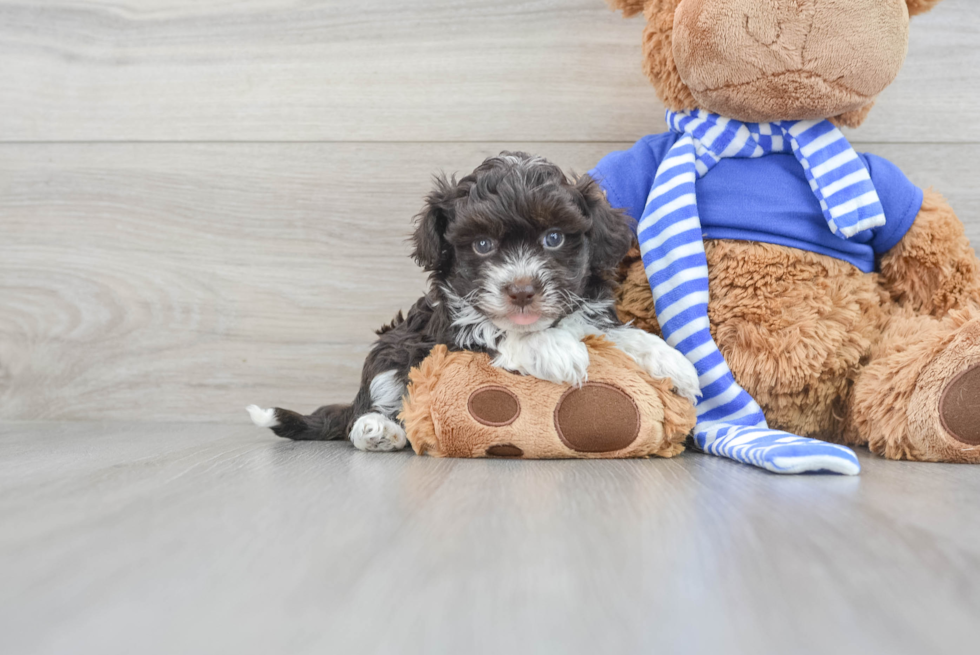 Little Havanese Poodle Mix Puppy