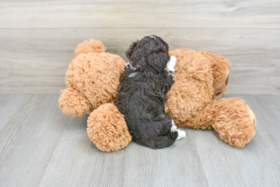 Petite Havapoo Poodle Mix Pup