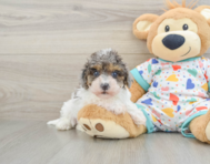 9 week old Havapoo Puppy For Sale - Pilesgrove Pups