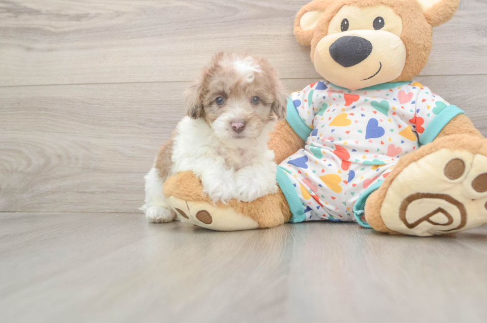 6 week old Havapoo Puppy For Sale - Pilesgrove Pups