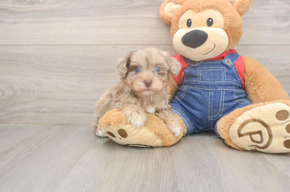 5 week old Havapoo Puppy For Sale - Pilesgrove Pups