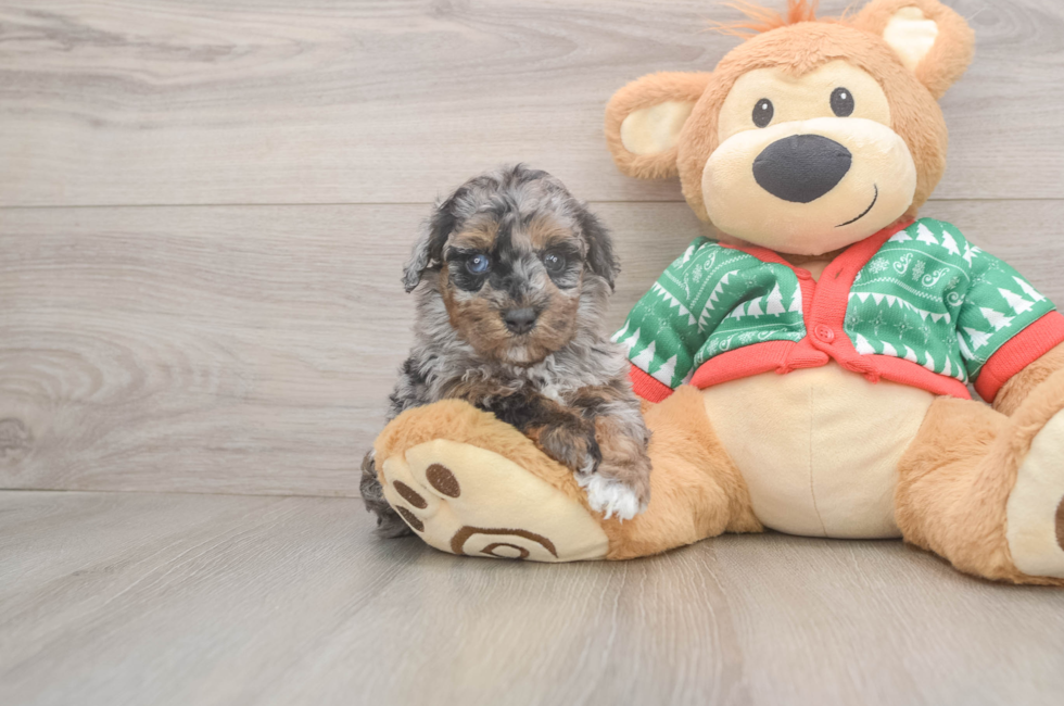 5 week old Havapoo Puppy For Sale - Pilesgrove Pups