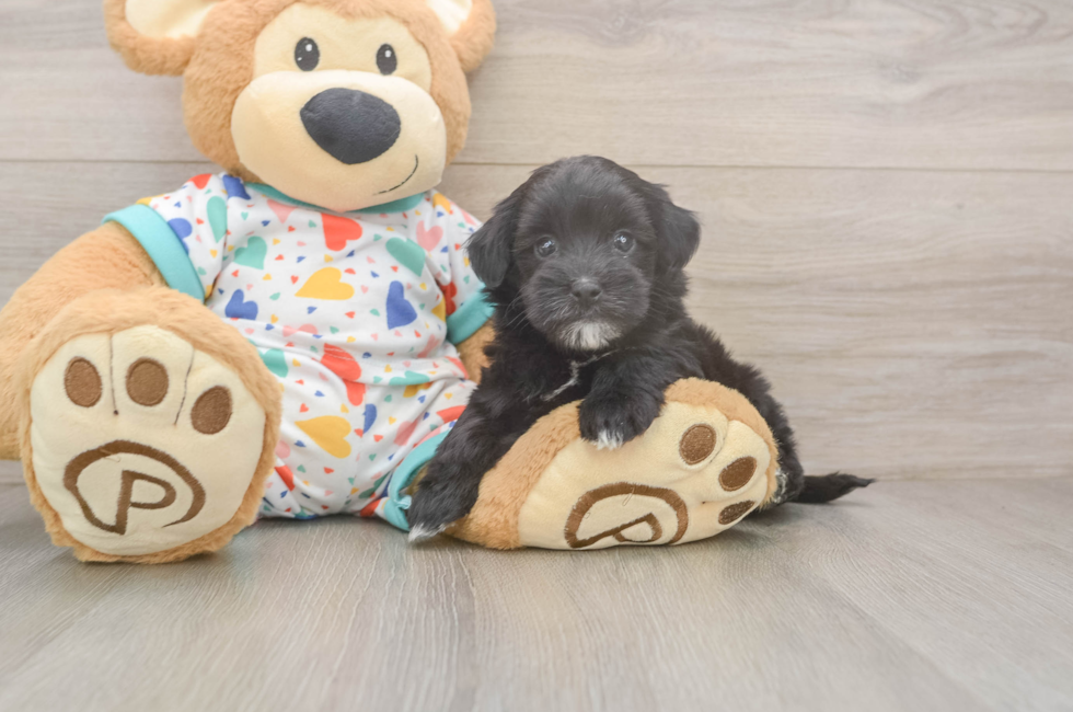 6 week old Havapoo Puppy For Sale - Pilesgrove Pups