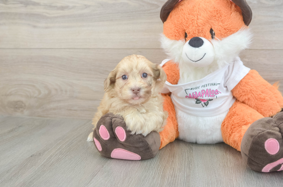 6 week old Havapoo Puppy For Sale - Pilesgrove Pups
