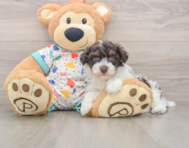 6 week old Havapoo Puppy For Sale - Pilesgrove Pups