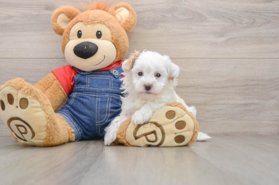 Funny Havapoo Poodle Mix Pup