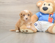7 week old Havapoo Puppy For Sale - Pilesgrove Pups