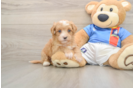 Funny Havapoo Poodle Mix Pup
