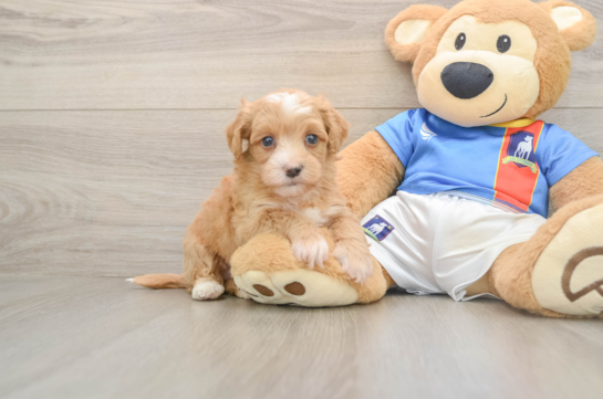 Funny Havapoo Poodle Mix Pup