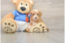 Hypoallergenic Havadoodle Poodle Mix Puppy